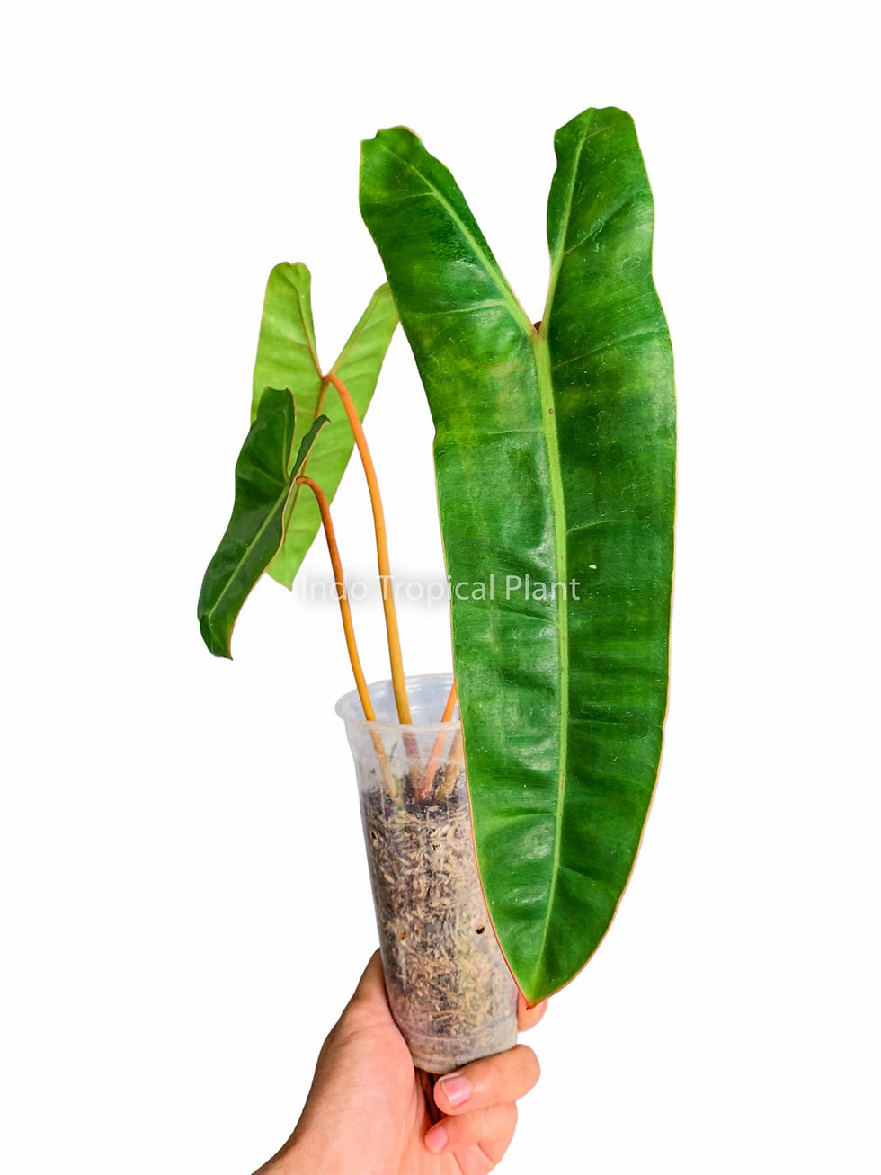 Thumbnail: Philodendron billietiae
