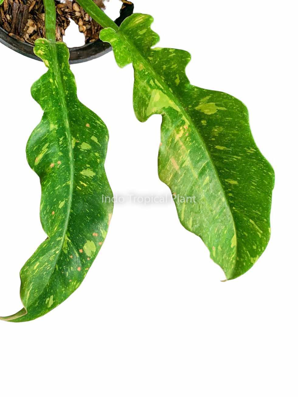 Thumbnail: Philodendron Ring of Fire