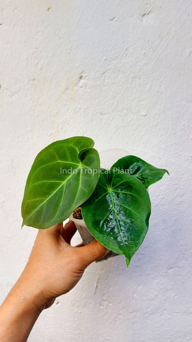 Anthurium hoffmannii Indo type | Indo Tropical Plant