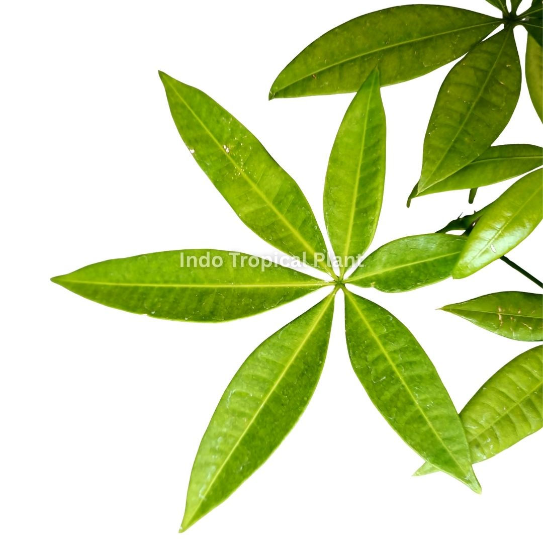 Pachira aquatica / Money Tree