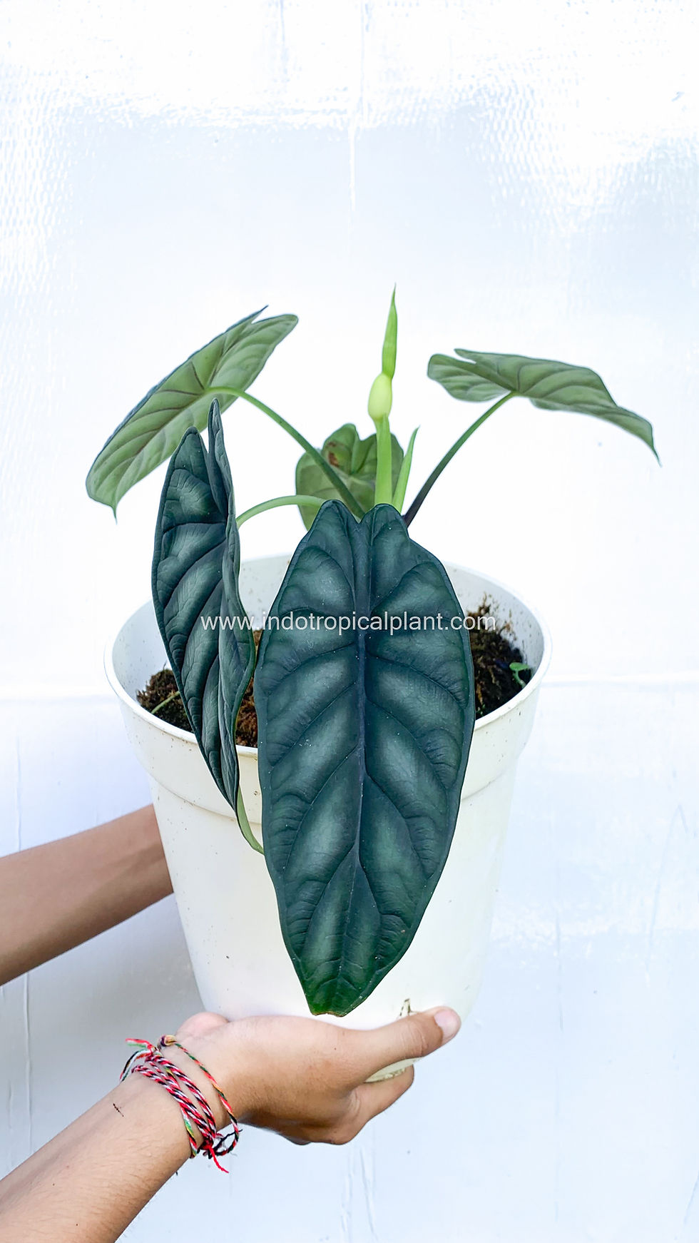 Thumbnail: Alocasia 'Dragon Scale'