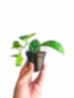 Thumbnail: Hoya incrassata