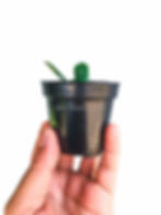 Thumbnail: Hoya rotundifolia
