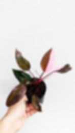 Thumbnail: Philodendron Pink Princess