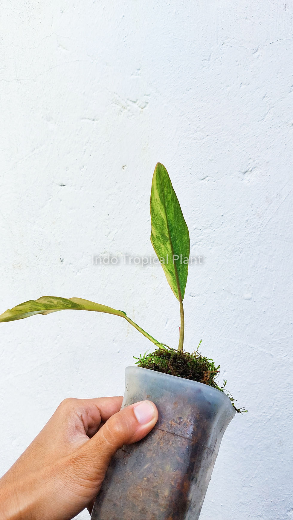Thumbnail: Philodendron Caramel Marble Variegated