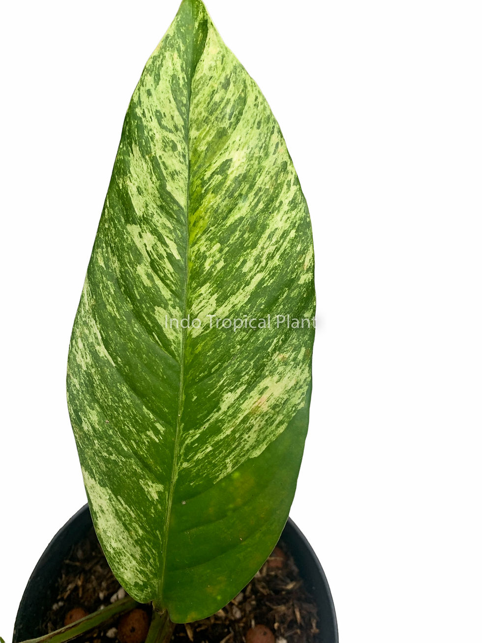 Thumbnail: Rhaphidophora Foraminifera Variegated Marble