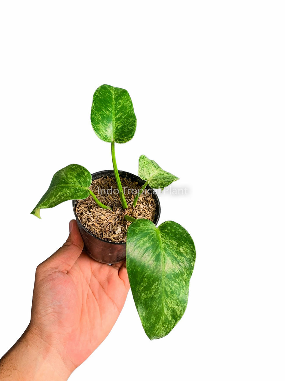 Thumbnail: Philodendron giganteum 'Variegated Marble'