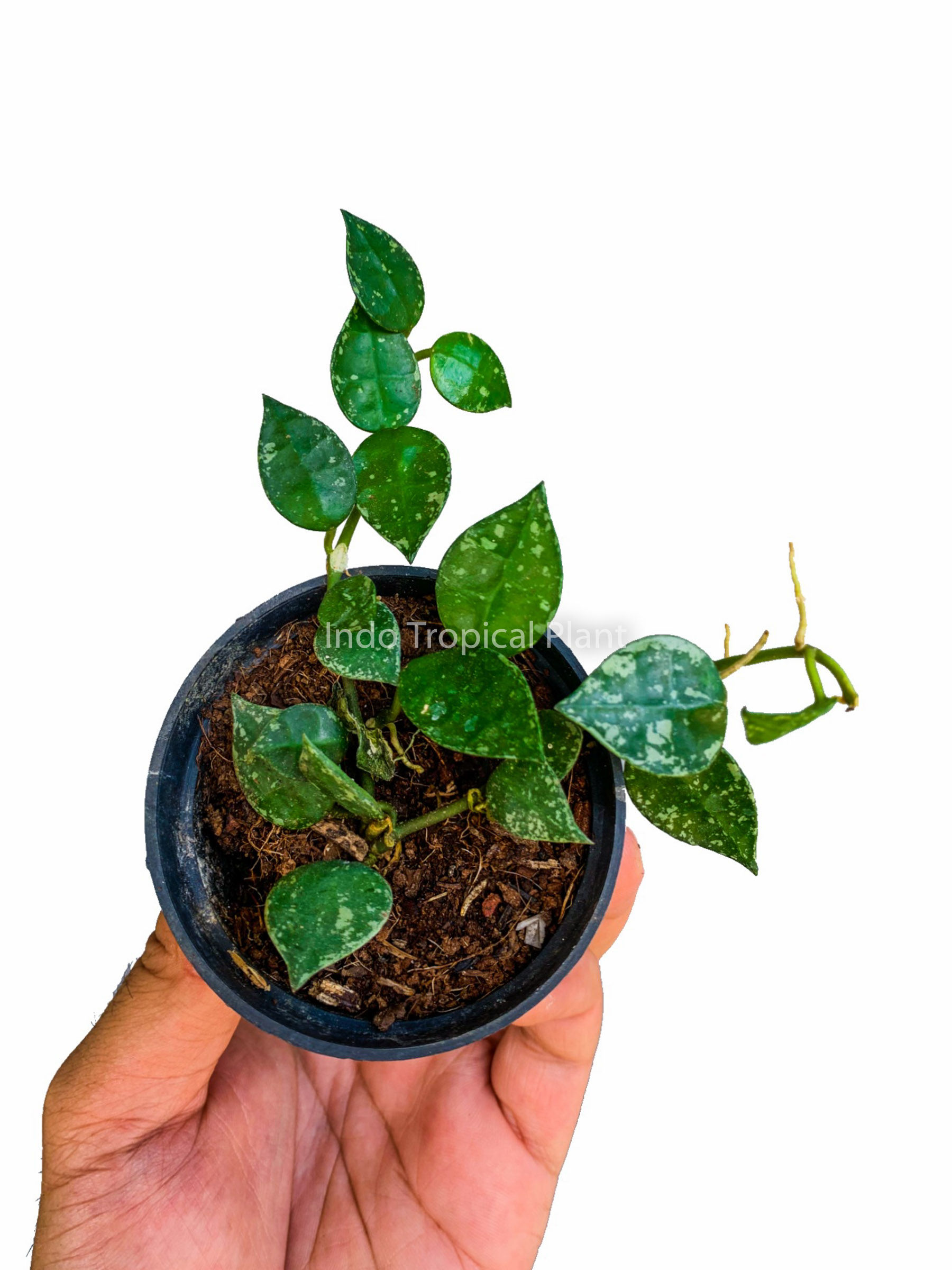 Hoya krohniana splash