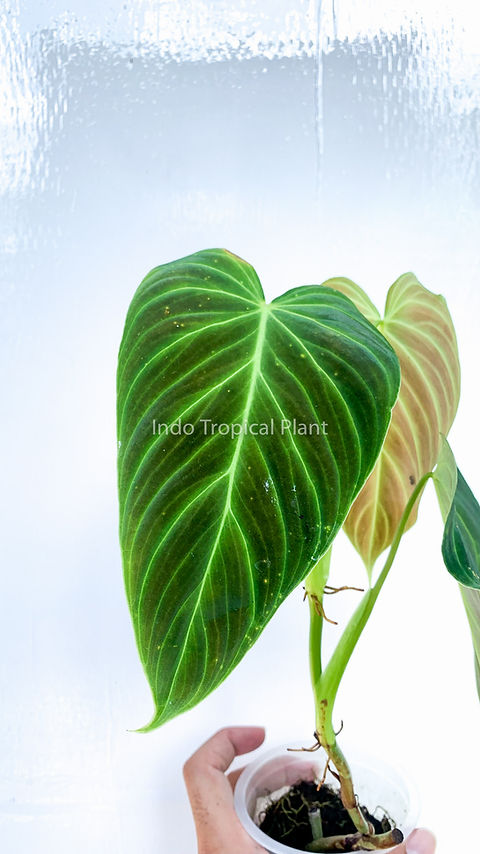 Philodendron splendid | Indo Tropical Plant