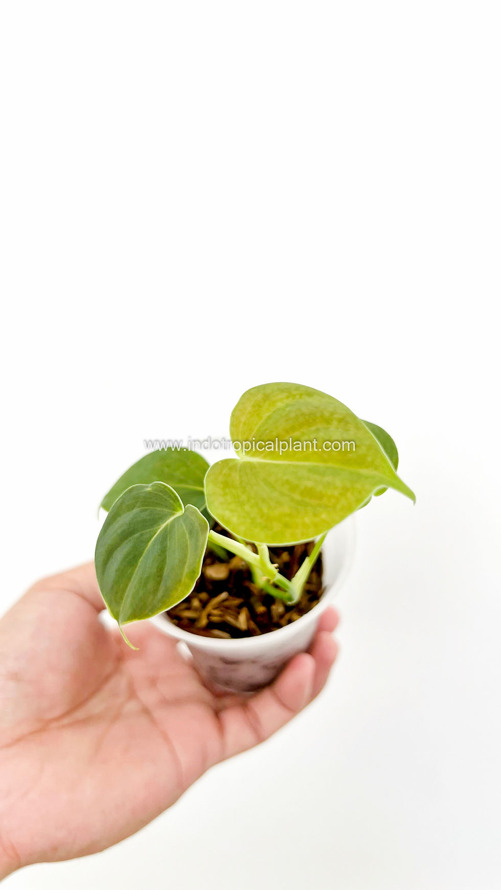 Thumbnail: Philodendron lupinum