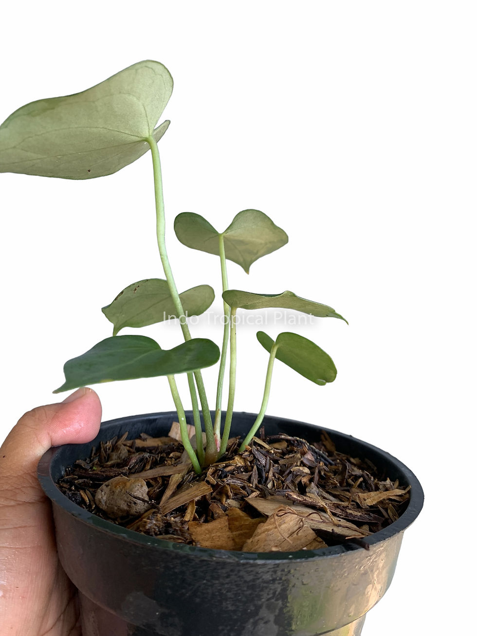 Thumbnail: Anthurium clarinervium