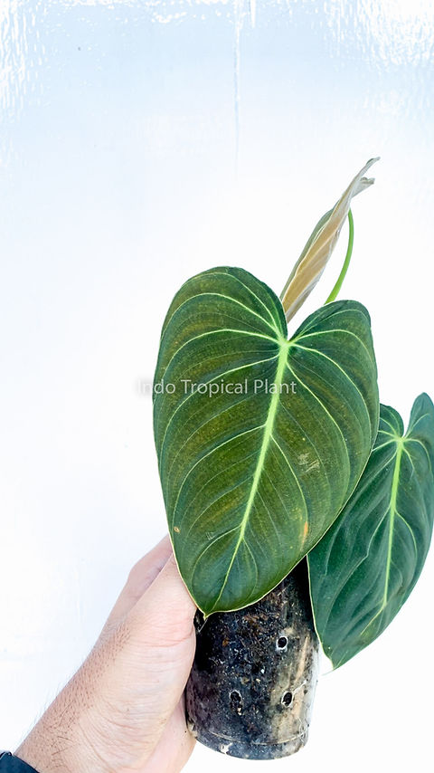 liguster langsam wachsend Ovalblättriger Liguster (Ligustrum ovalifolium) | 125-150 cm mit  Wurzelballen main image 1