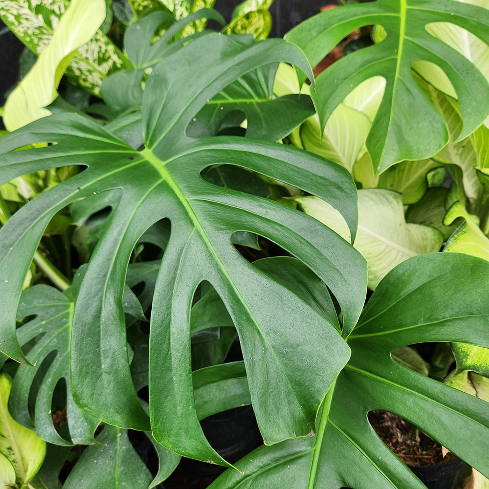Monstera picture close up