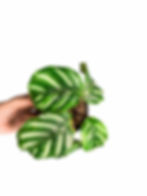 Thumbnail: Calathea fasciata
