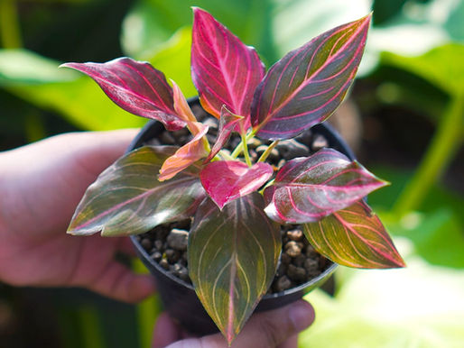 Care Guide | Aglaonema Red Vein 