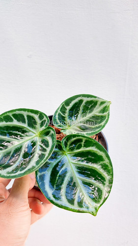 Anthurium 'Dorayaki' | Indo Tropical Plant