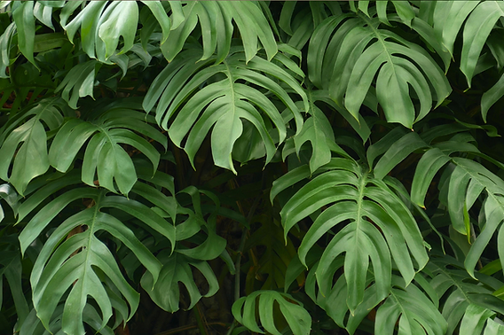 5 Monstera Varieties that are Easy to grow
