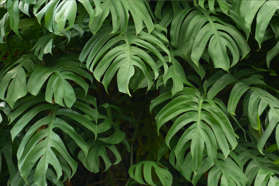 monstera leaves huge