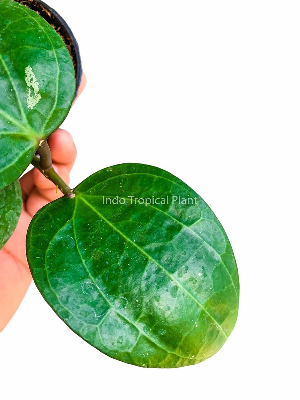 Thumbnail: Hoya latifolia