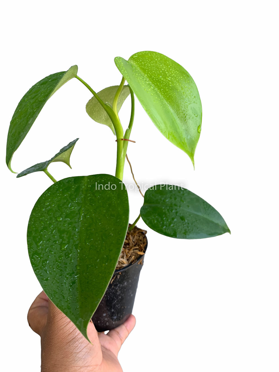 Thumbnail: Philodendron grazielae