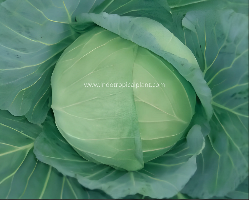 Known You Seed - Cabbage Bright Top