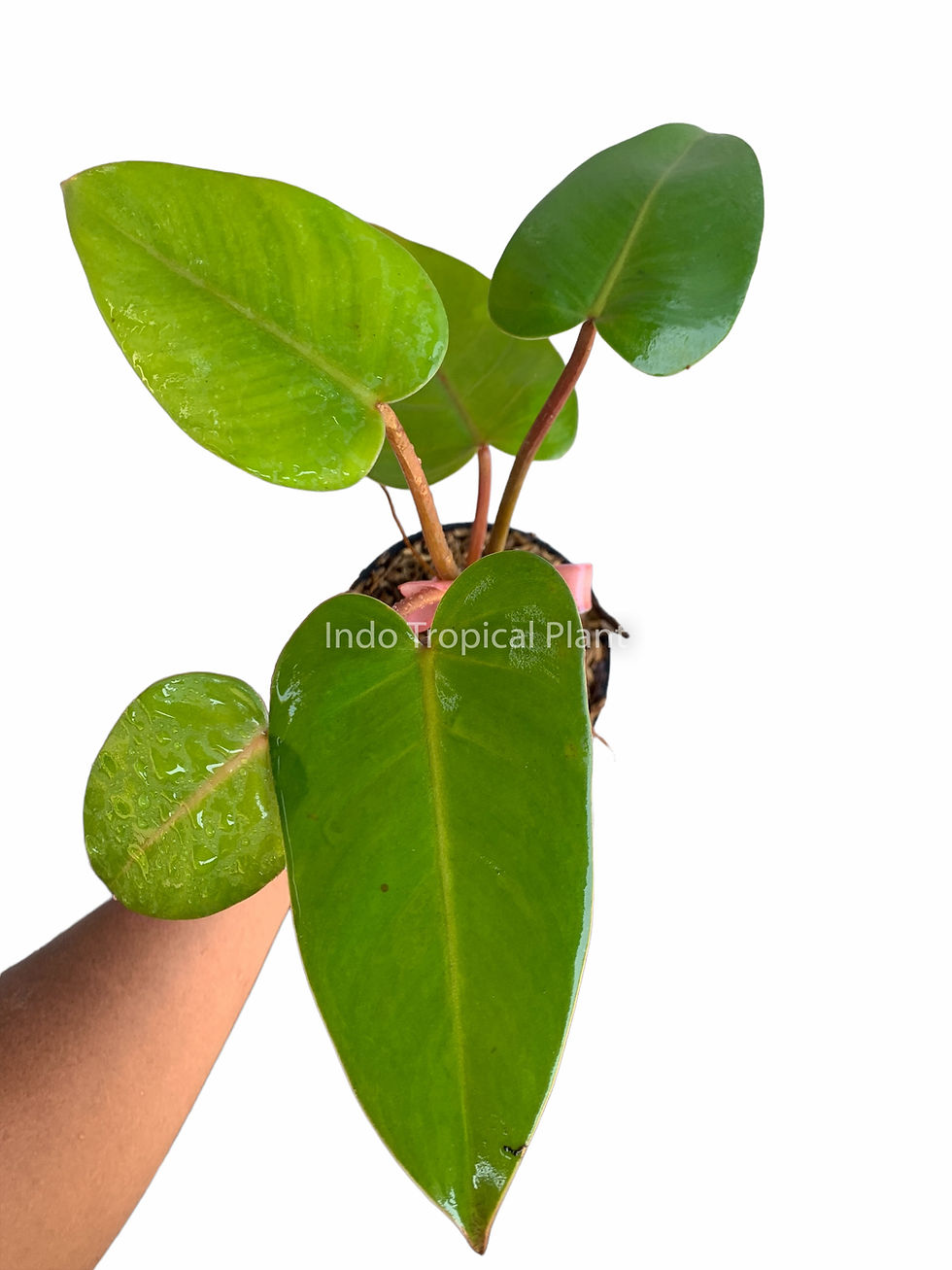 Thumbnail: Philodendron Red Emerald