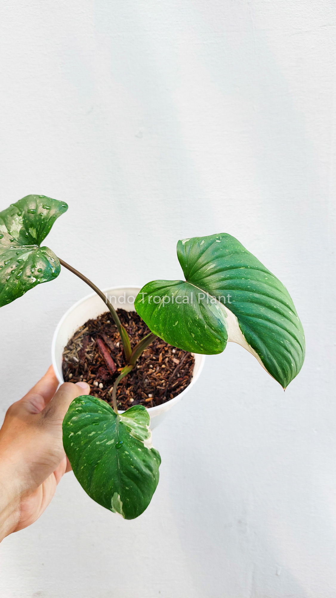 Homalomena rubescens Stardust