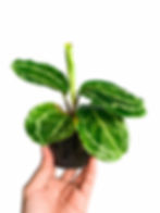 Thumbnail: Calathea Green lipstick