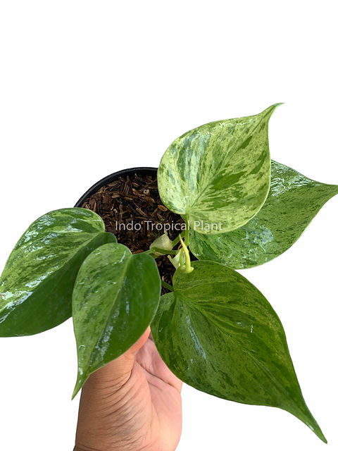 variegated snake plants Aastha