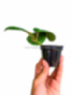 Thumbnail: Hoya latifolia