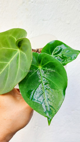 Anthurium hoffmannii Indo type | Indo Tropical Plant