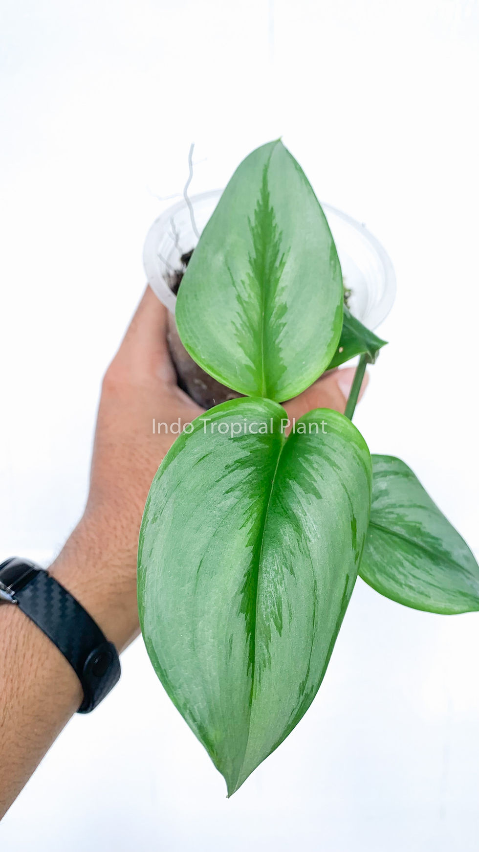 Thumbnail: Scindapsus treubii 'Moonlight'