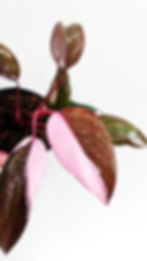 Thumbnail: Philodendron Pink Princess