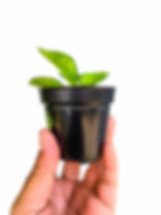Thumbnail: Hoya australis lisa