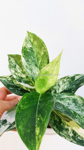 Aglaonema 'Jade Siam' | Indo Tropical Plant