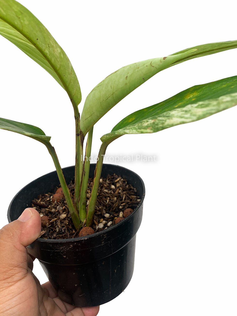 Thumbnail: Rhaphidophora Foraminifera Variegated Marble