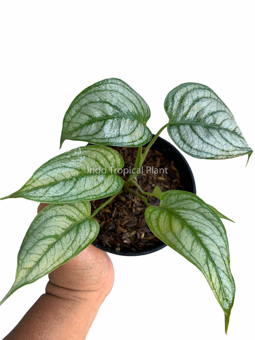 Thumbnail: Monstera siltepecana 'El Salvador'