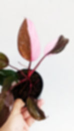 Thumbnail: Philodendron Pink Princess