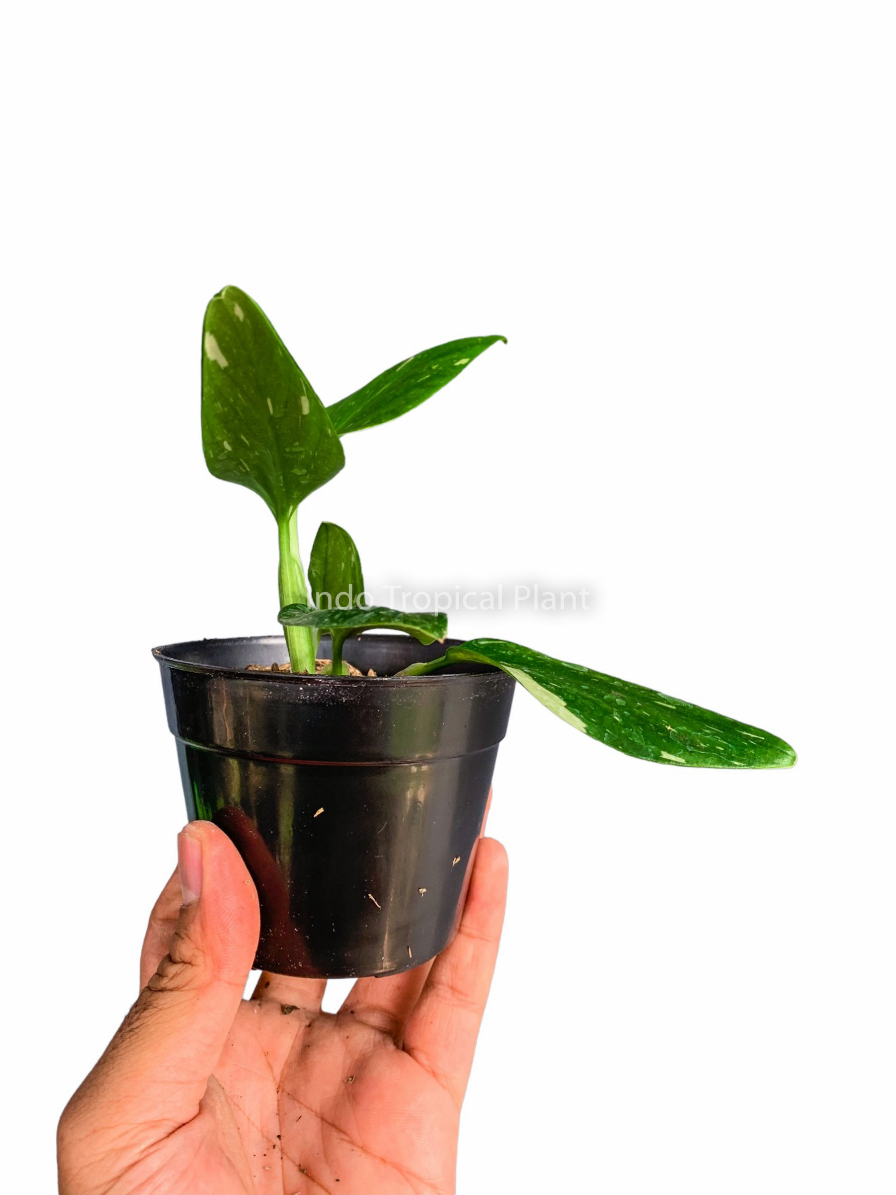 Monstera standleyana white variegated