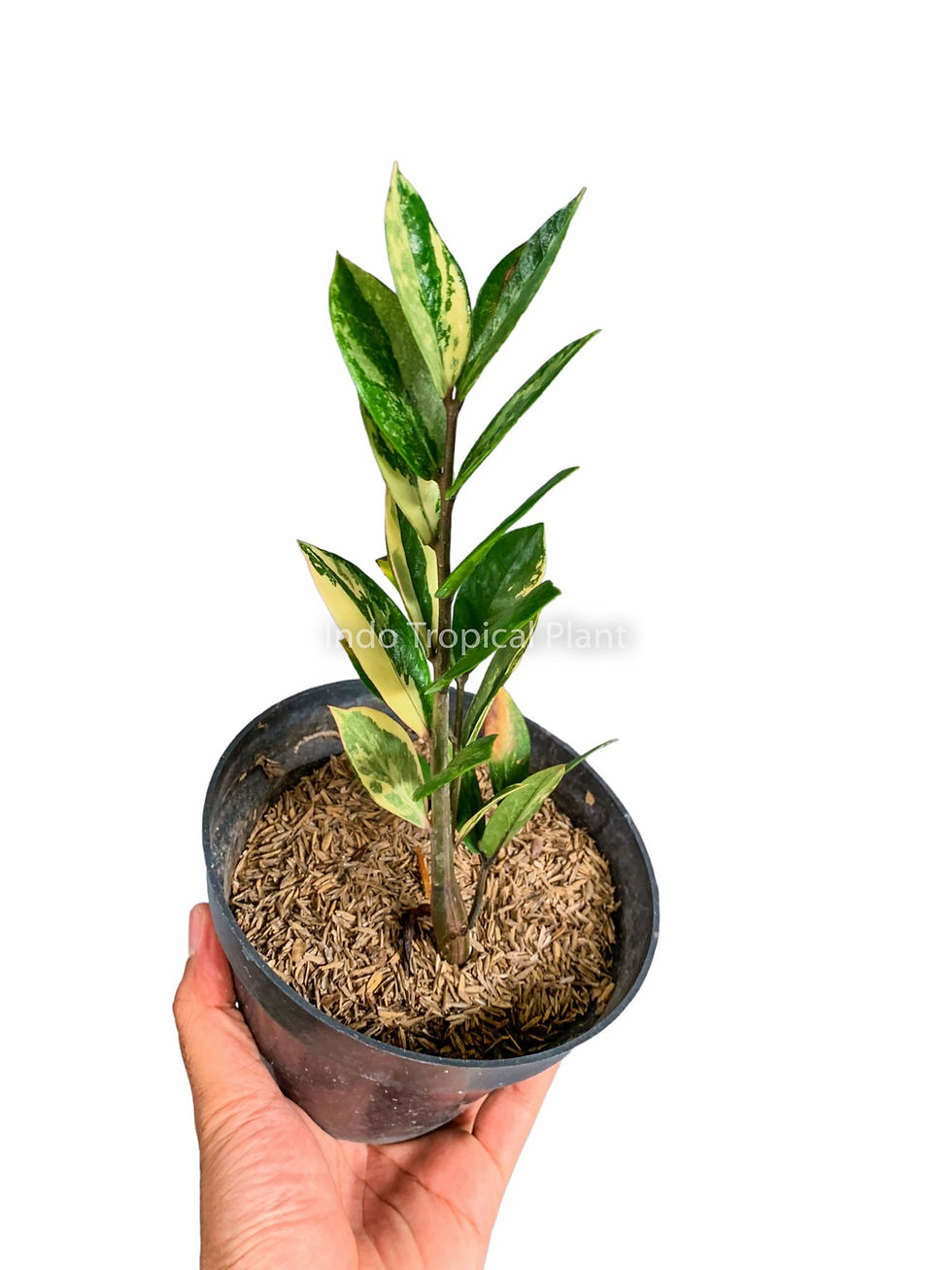 Thumbnail: Zamioculcas zamiifolia 'Variegated'
