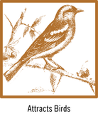 Attracts Birds