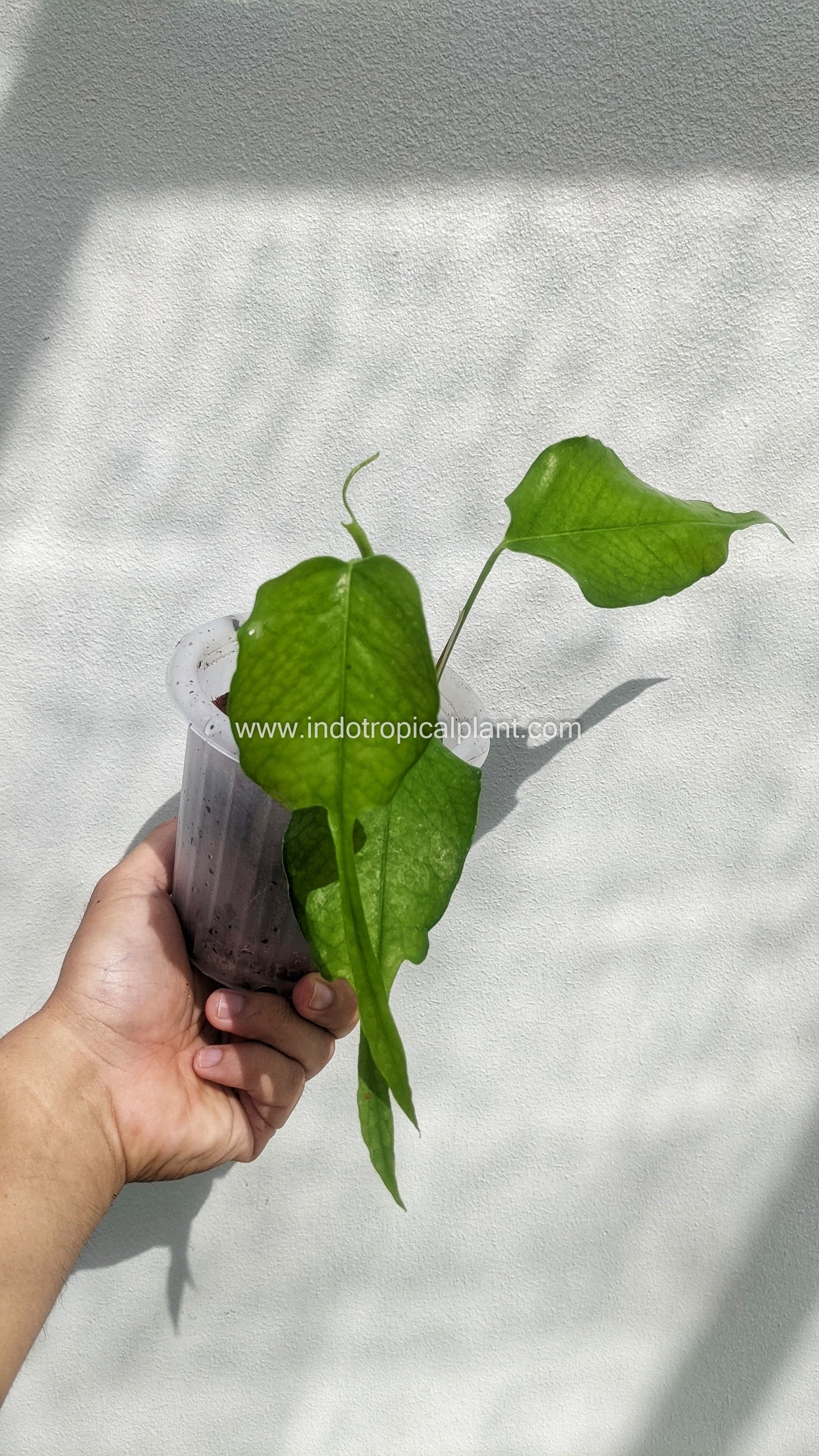 Epipremnum pinnatum 'Skeleton Key'