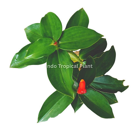 Costus spicatus / Indian Head Ginger / Spiked Spiralflag | Indo Tropical  Plant
