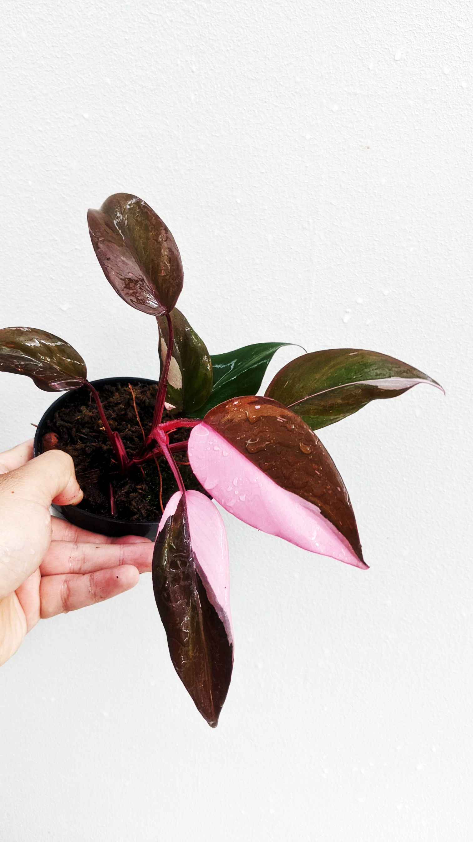Philodendron Pink Princess