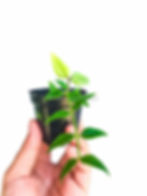 Thumbnail: Hoya bella