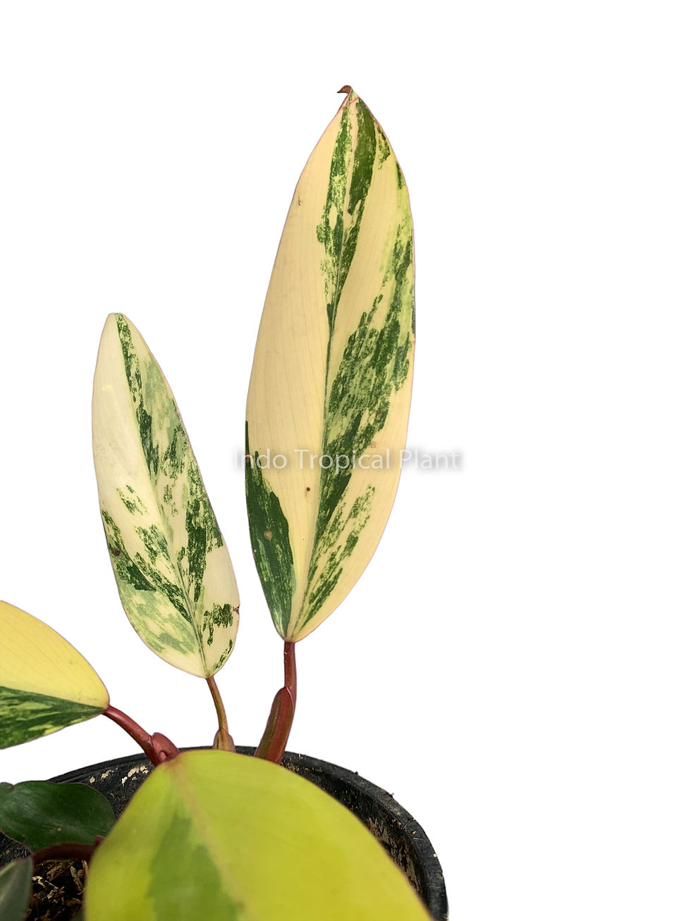Thumbnail: Philodendron 'Strawberry Shake'