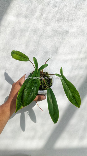 Philodendron 'Code 69686' | Indo Tropical Plant