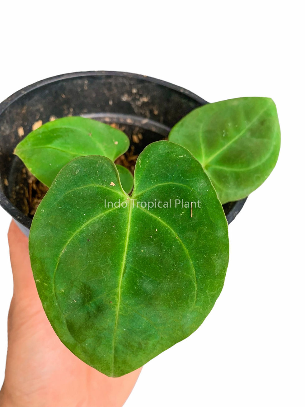 Thumbnail: Anthurium Ace of Spades