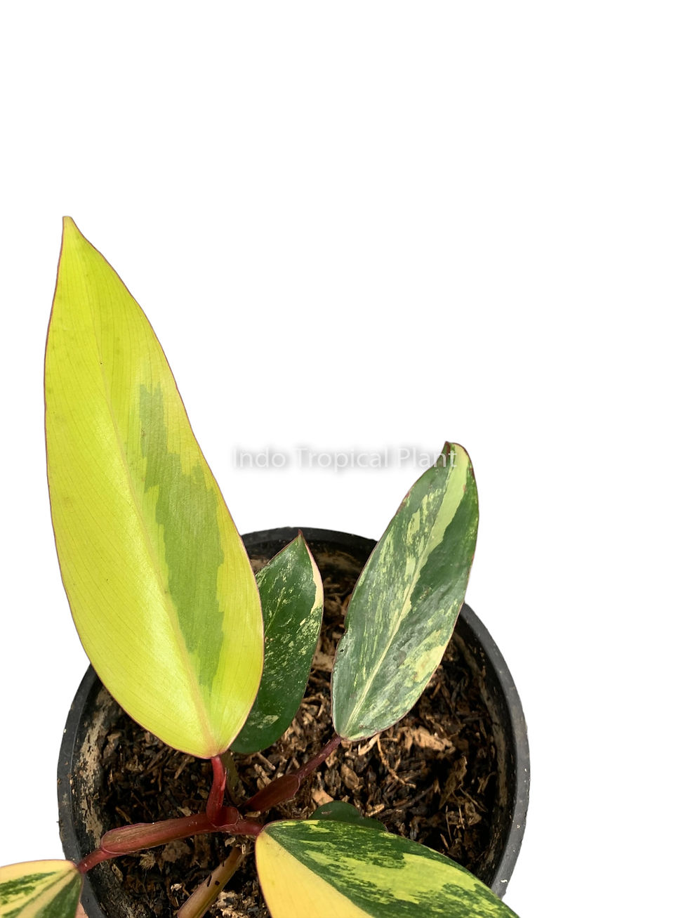 Thumbnail: Philodendron 'Strawberry Shake'