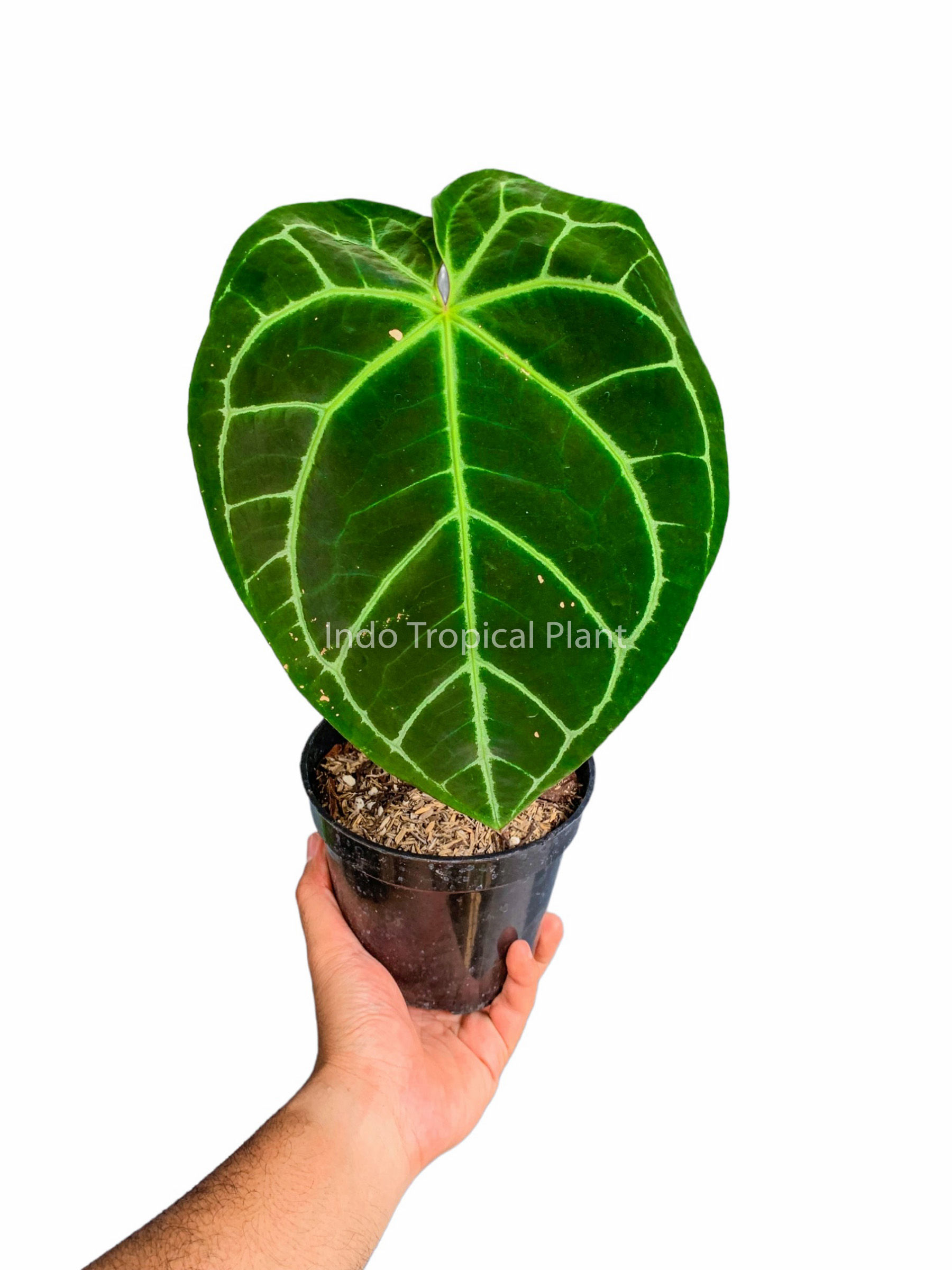 Anthurium magnificum